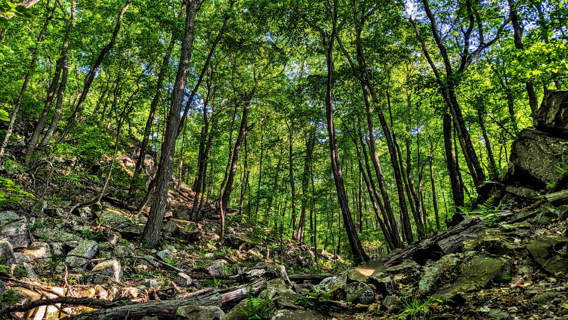 We are following a ravine up a mountain. Its sides slope steeply up to our right and left. The floor of the ravine and both slopes are covered in large gray boulders and fallen tree trunks and branches. It is now full spring; the trees are covered in leaves that are still a brighter green than in summer. Through the trees, we see glimpses of a deep blue sky with a few puffy clouds.