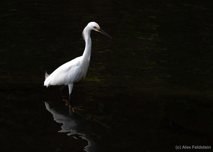 Snowy Egret