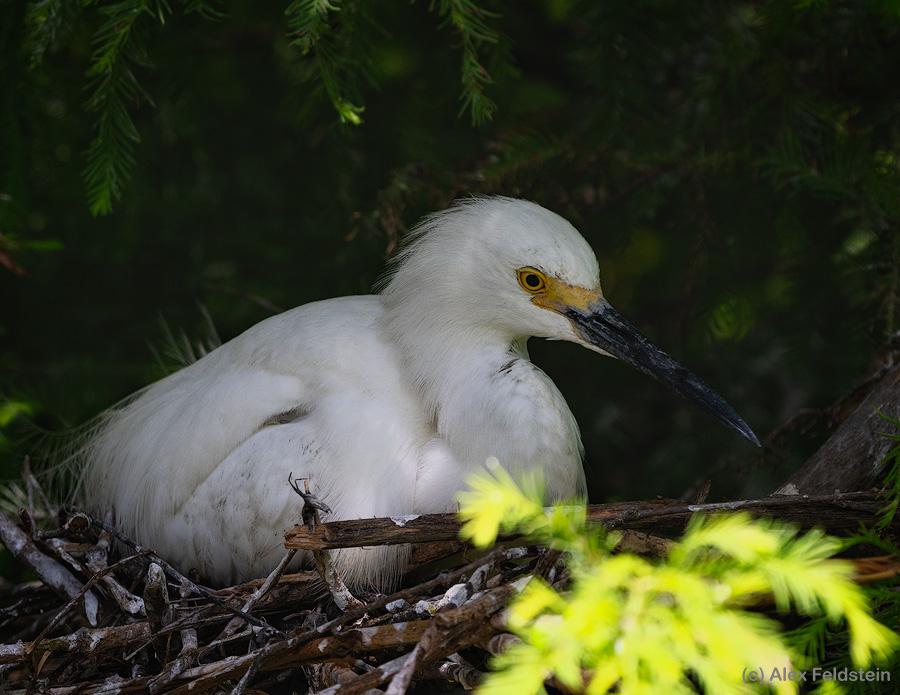 Snowy Egret in nest