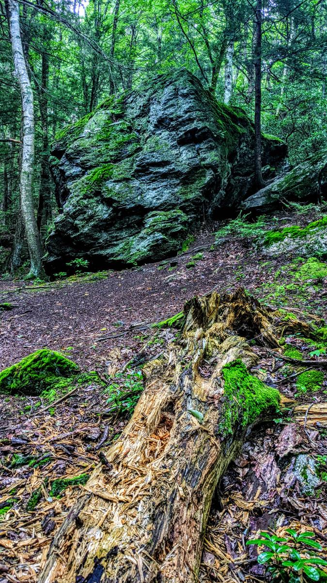 We are standing on the floor of a hemlock forest. It has been raining, everything is damp. The ground is coated with hemlock needles, there are a few mossy rocks poking out. Little else is growing here beneath the shade of the hemlocks, just a very few tiny green leafy shoots. In the foreground a fallen tree is rotting away and falling apart into wood slivers. About 10 to 15 feet (3 to 4.5 meters) away a younger forest begins with a mix of smaller hemlocks and hardwoods and more underbrush. A giant, irregularly-shaped dark gray boulder sits alone at the edge of that forest, next to a boulder that appears to be a smaller piece of that giant rock.