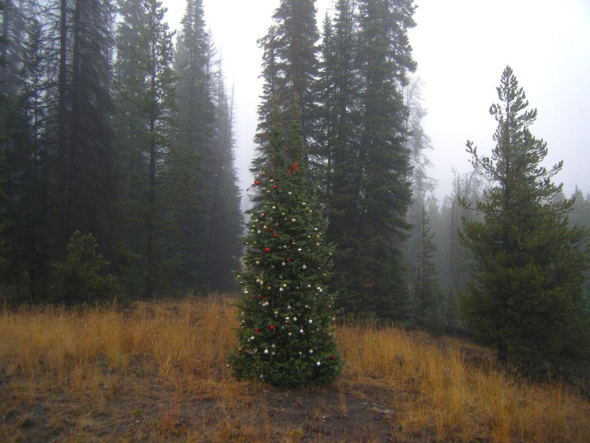 A pine tree, decorated with ornaments, deep in a forest. The ground is a yellow golden color and the forest is foggy.