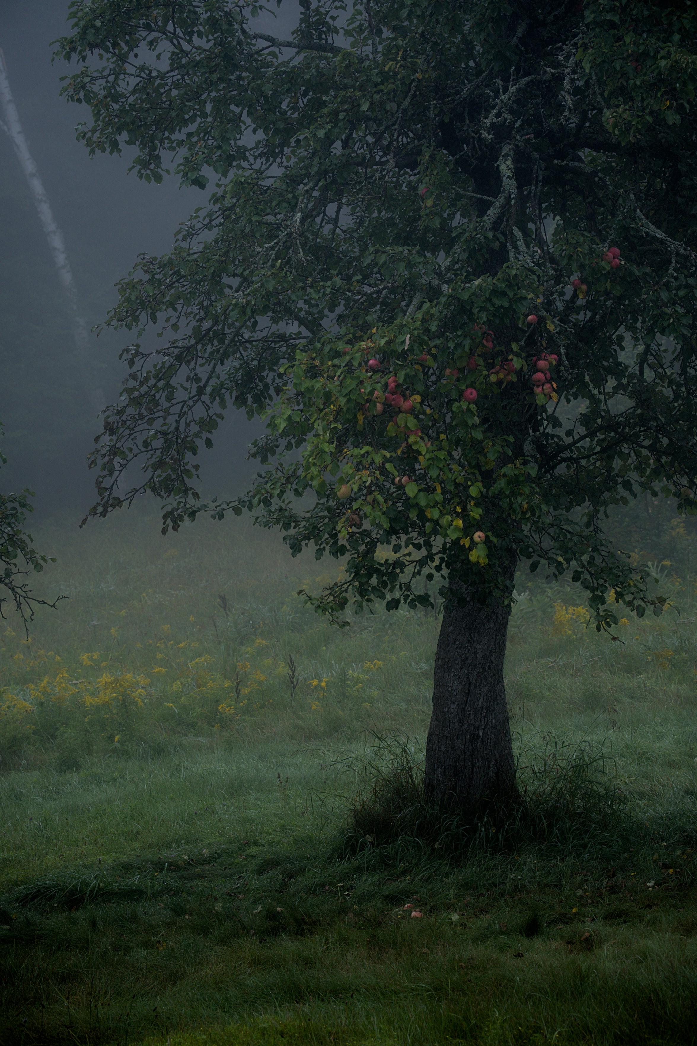 A very old tree on the family farmstead.
