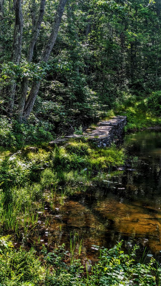 A sun-dappled patch of a pond's shoreline. This corner of the lake is shallow and filled with water grasses, merging almost seamlessly with a marshy shore covered with tall grass, ferns and small leafy shrubs. The trail we are walking is about to cross the pond's small outlet stream on a very rustic looking old dam several feet high and about the same in width, looking much like an old stone wall with a flattish top. Beyond the dam is a cool, shady forest of mature hardwoods.