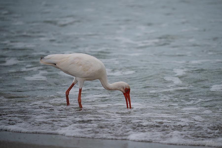 White Ibis feeding on the ocean