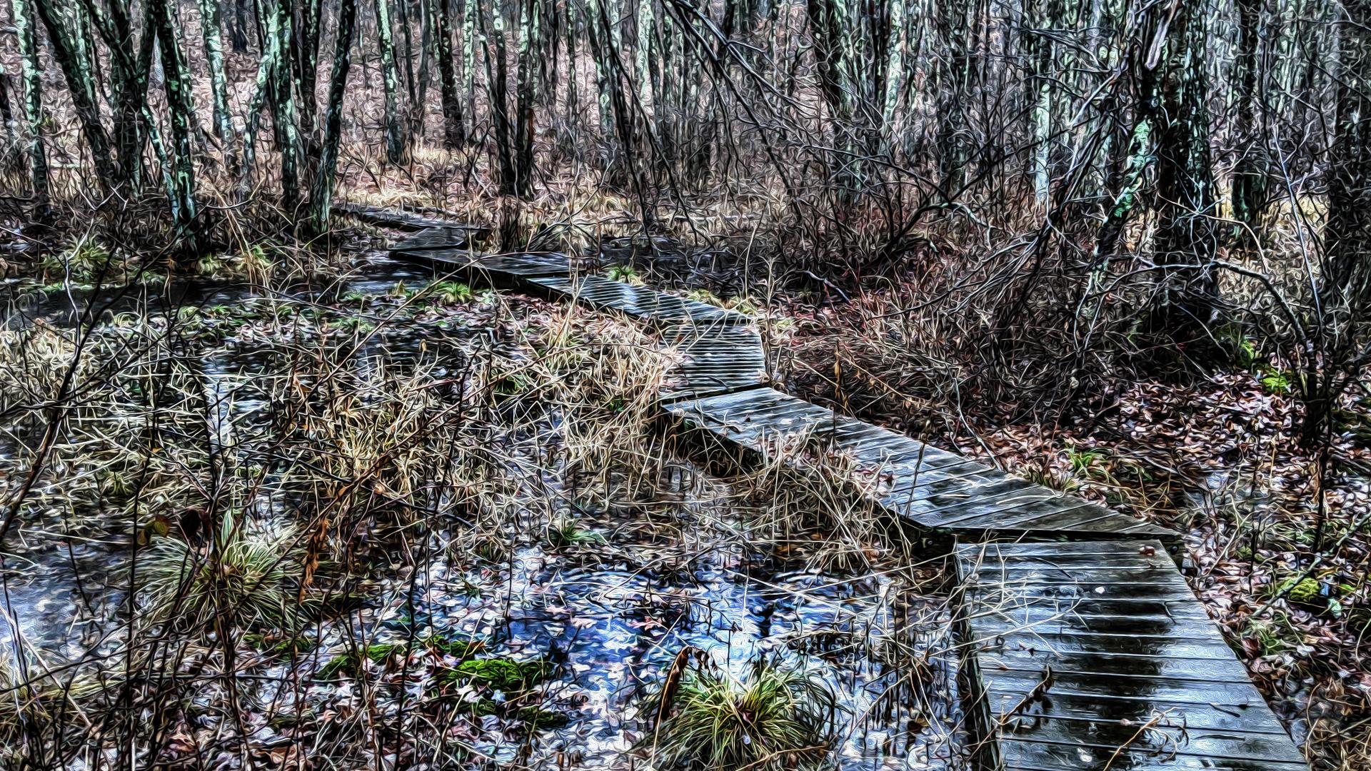 A stylized version with a Photoshop Oil Painting effect. A stream runs through a mostly dormant marsh on a rainy late November day. The trees are all leafless, and many of their trunks have blotches of scaly greenish gray fungus. There is a great deal of undergrowth: pricker bushes that are leafless, water grasses that are mostly golden brown with a few lingering green strands. A few small ferns remain green into the coming winter, as does the moss on some rocks and fallen tree branches. The normally small stream has leapt free of its banks and flooded the dormant marsh with several inches of water. Many recently fallen leaves float in the water, which reflects the gray sky. A long snaking strand of connected wooded bog bridges, soaking wet in the rain, runs diagonally across the marsh and the stream.
