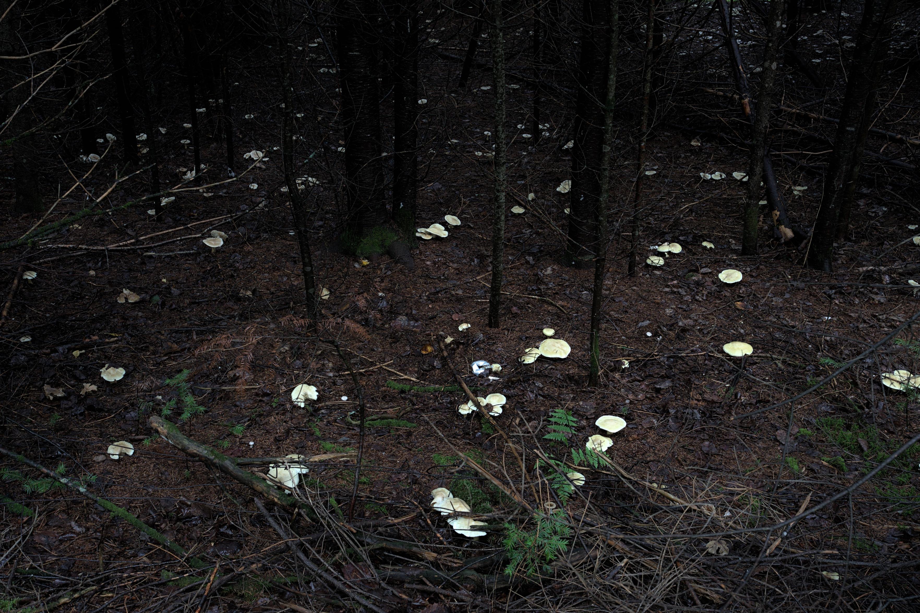 A large grove of mushrooms, after a wet spell.