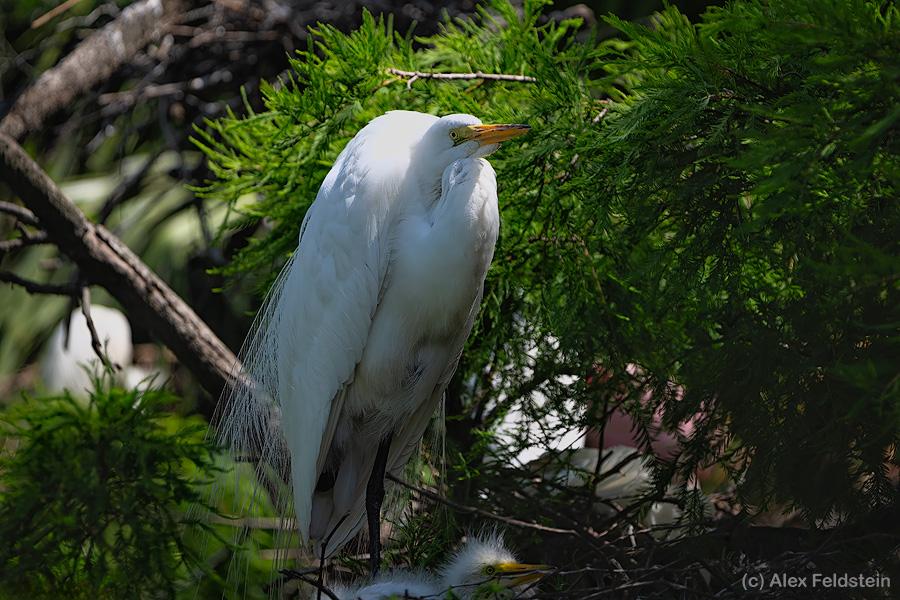 Great White Egret with babies in the nest
