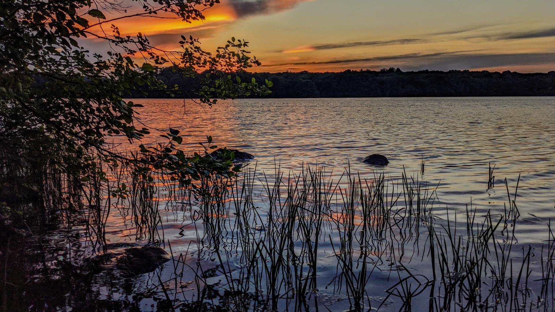 Laying beside a large lake looking out from ground level through nearby shallows filled with partially submerged rocks and water grasses. A leafy shrub frames the scene to our left. A fresh summer breeze is rippling the waters. The pale blue evening sky is filled with long hazy gray clouds. Towards the left, near where the sun has recently set, the clouds are smeared with bright gold and orange. Many of the ripples on the lake below are catching those colors.