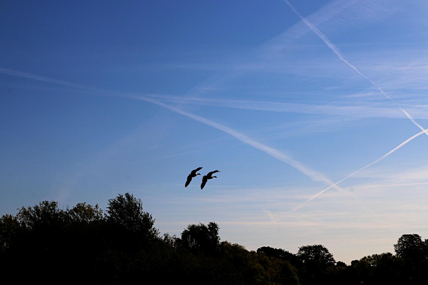 Two Canada geese flying close together each showing almost exactly the same shape against the blue of a sky that is crisscrossed by vapour trails in various stages of dissolution and low down to the horizon, therefore very distant, wisps of cirrus cloud just above a silhouetted treeline. 

Canon EOS 70D
ISO: 100
Shutter Speed: 1/640
Aperture: 14.0

Lens: 18.0 - 135.0 mm
Focal Length: 42.0 mm (35 mm equivalent: 66.2 mm)
Hyperfocal Distance: 6.61 m
Depth Of Field: inf (6.49 m - inf)
Field Of View: 30.4 deg

GPS position: 51°32'25.5"N 0°06'20.2"E
Mayesbrook Park, London Borough of Barking and Dagenham, UK

2026:08:12 08:23:57
Copyright: Matthew Malthouse © 2026