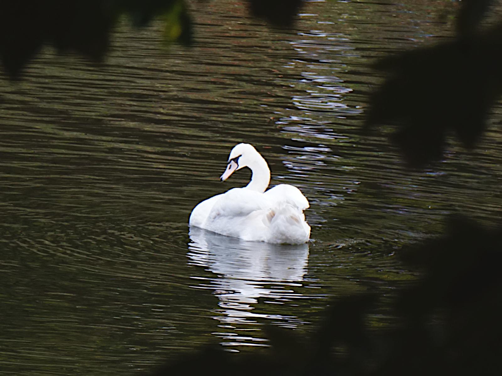 A swan on the River Severn contrasting against the reflection of the trees on the opposite bank of the river.
There are blurred leaves from a nearby tree around the outside of the image