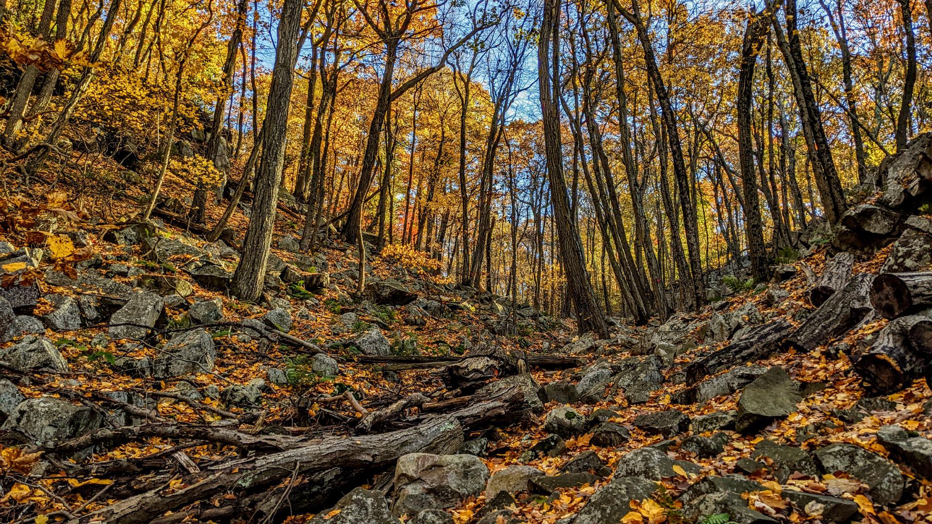 We are climbing up a dry ravine between rather steep rocky slopes on our left and right. The ravine slopes upward ahead of us, but a bit less steeply. The floor and sides of the ravine are covered with many rocks and boulders, numerous freshly fallen golden leaves, also fallen tree branches and tree trunks. There are very few trees growing along the floor of the ravine and the bottom portions of its steep sides, but a thick forest covers the higher slopes and the head of the ravine in front of us. The trees are sporting mostly bright gold foliage with a sprinkling of orange leaves. The cloudless sky seen through the forest ahead of us is an intense light blue. The sunlight is shining towards us through the golden leaves, backlighting the rocks and tree trunks.