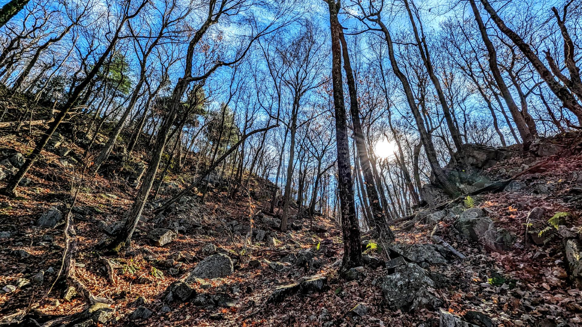 A deep blue sky with diaphanous swirls of haze. Climbing a narrow ravine with walls that slope upward at about a 45-degree angle to our right and left. A forest of mature hardwoods towers above us. The midday sun is directly ahead, shining through a forest of near-leafless hardwoods, silhouetting the tree trunks and limbs while backlighting the few remaining reddish brown leaves, as well as the vivid greens of a handful of pines and cedars on the ridge to our left. The floor of the ravine is a jumble of gray rocks and boulders, fallen branches and freshly fallen leaves. A sprinkling of bright green ferns and small leafy shoots linger into the very end of the growing season.