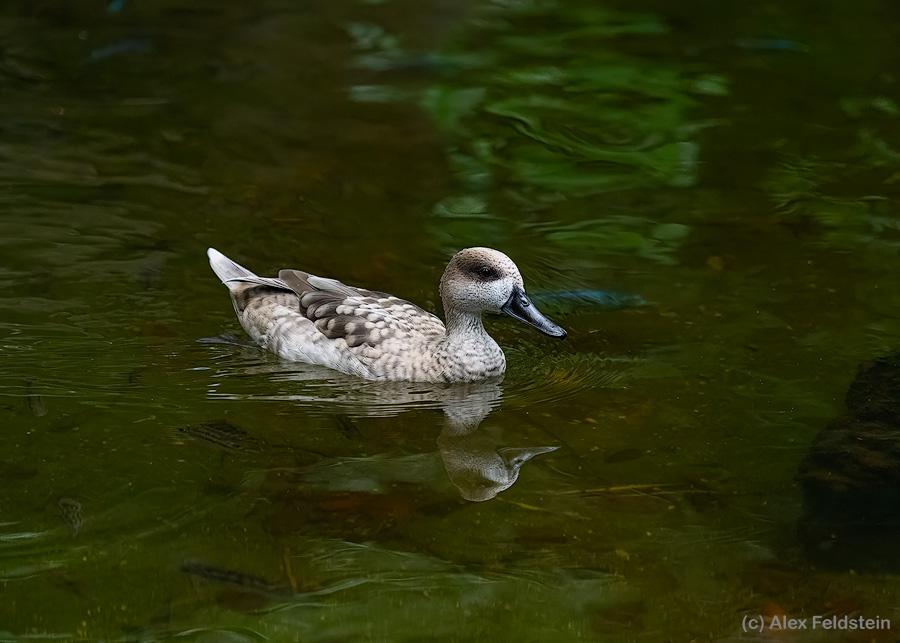 Marbled duck in a pond