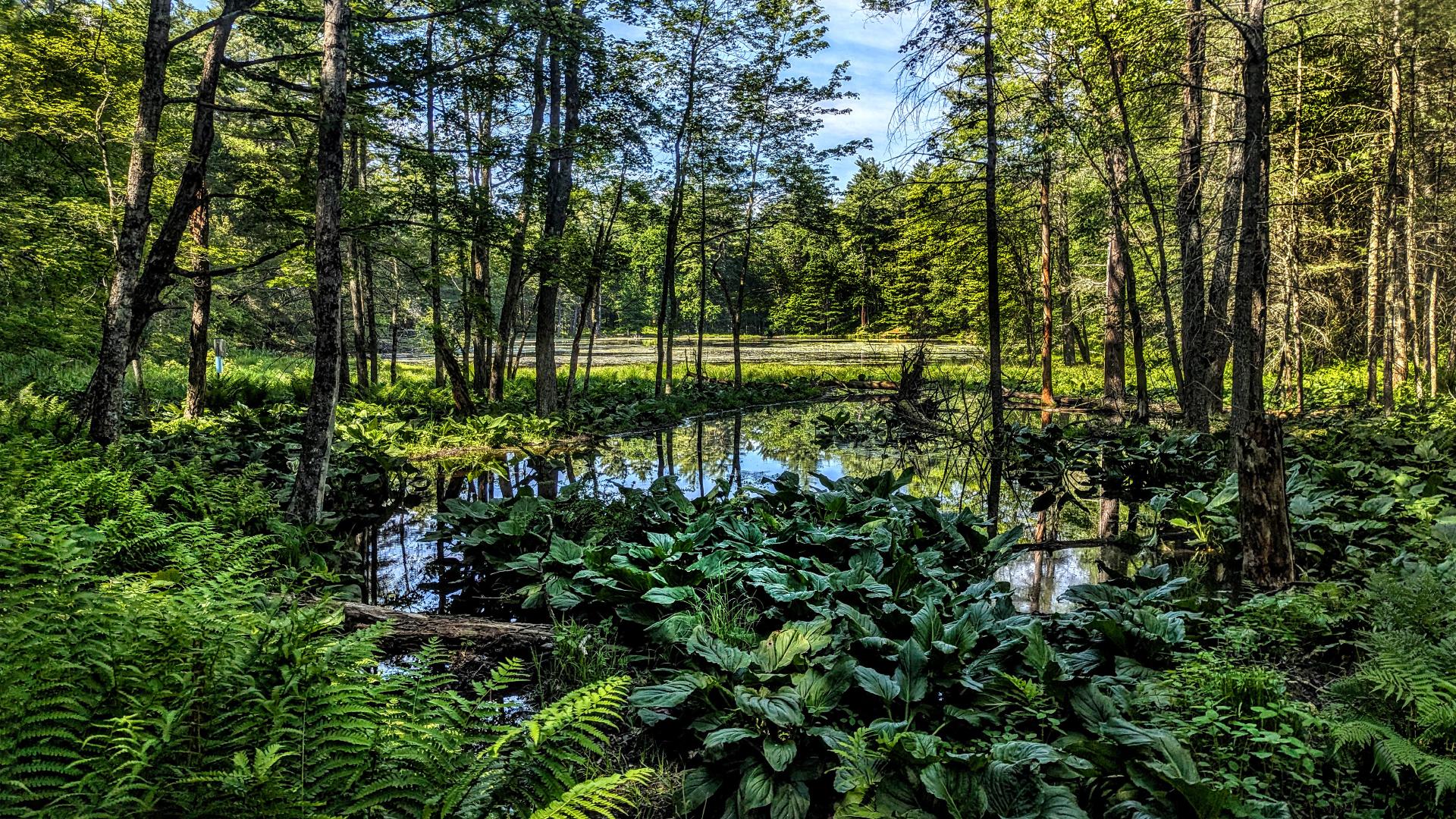 A soft blue sky with streaky white clouds. We are standing beside a small marsh filled with ferns and skunk cabbage surrounding a tiny still pool of water. Ahead the marsh empties into a pond whose surface is covered with hundreds of lily pads. The marsh and pond are circled by a lush green forest of stately pines, hemlocks and hardwoods.