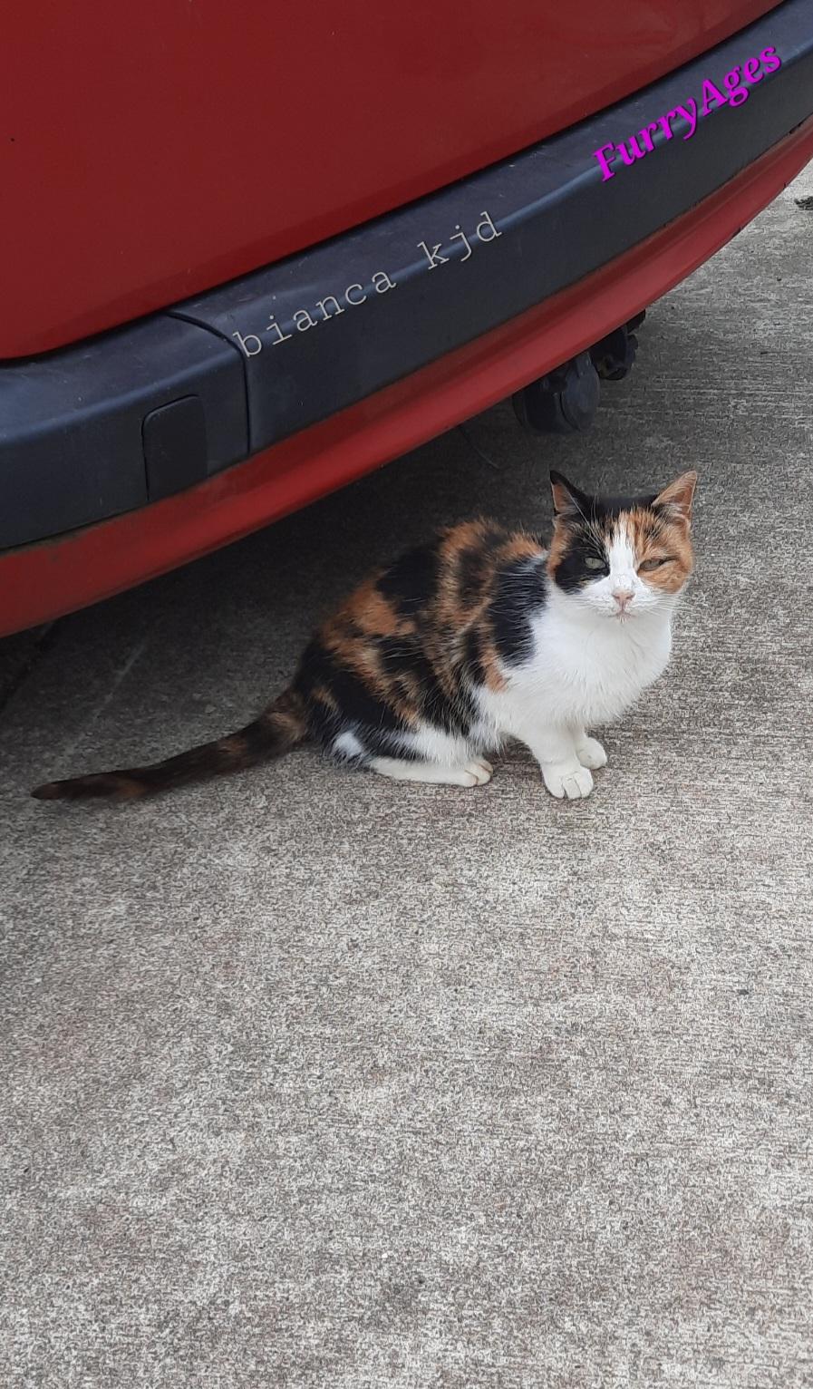 An elderly calico cat sits infront of a red car and looks directly into the camera.