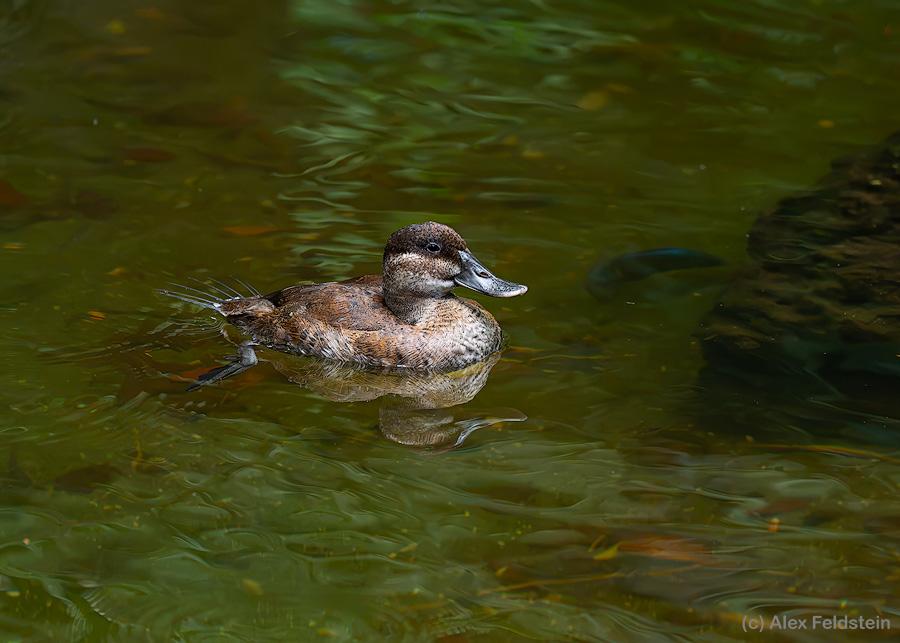 Ruddy Duck in a pond