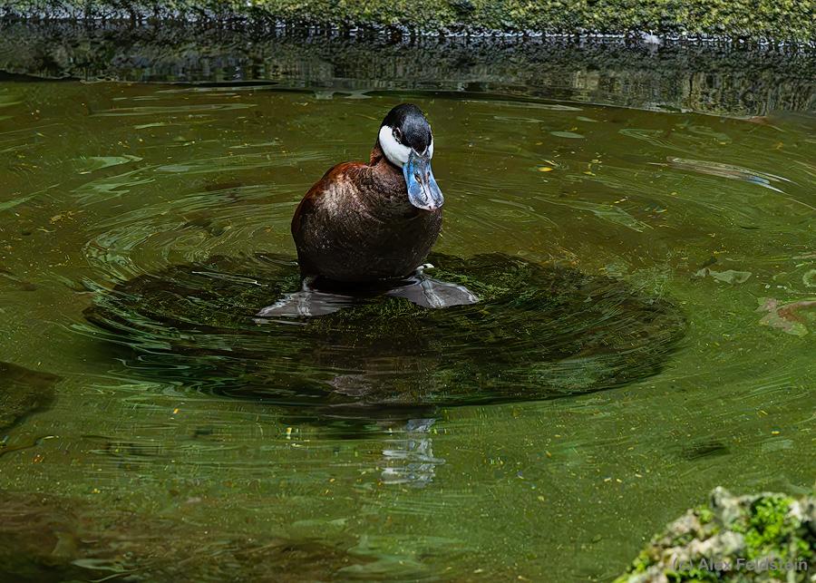 Ruddy Duck in a pond