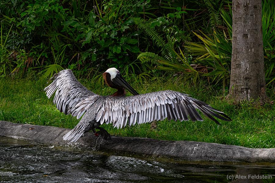 Pelican