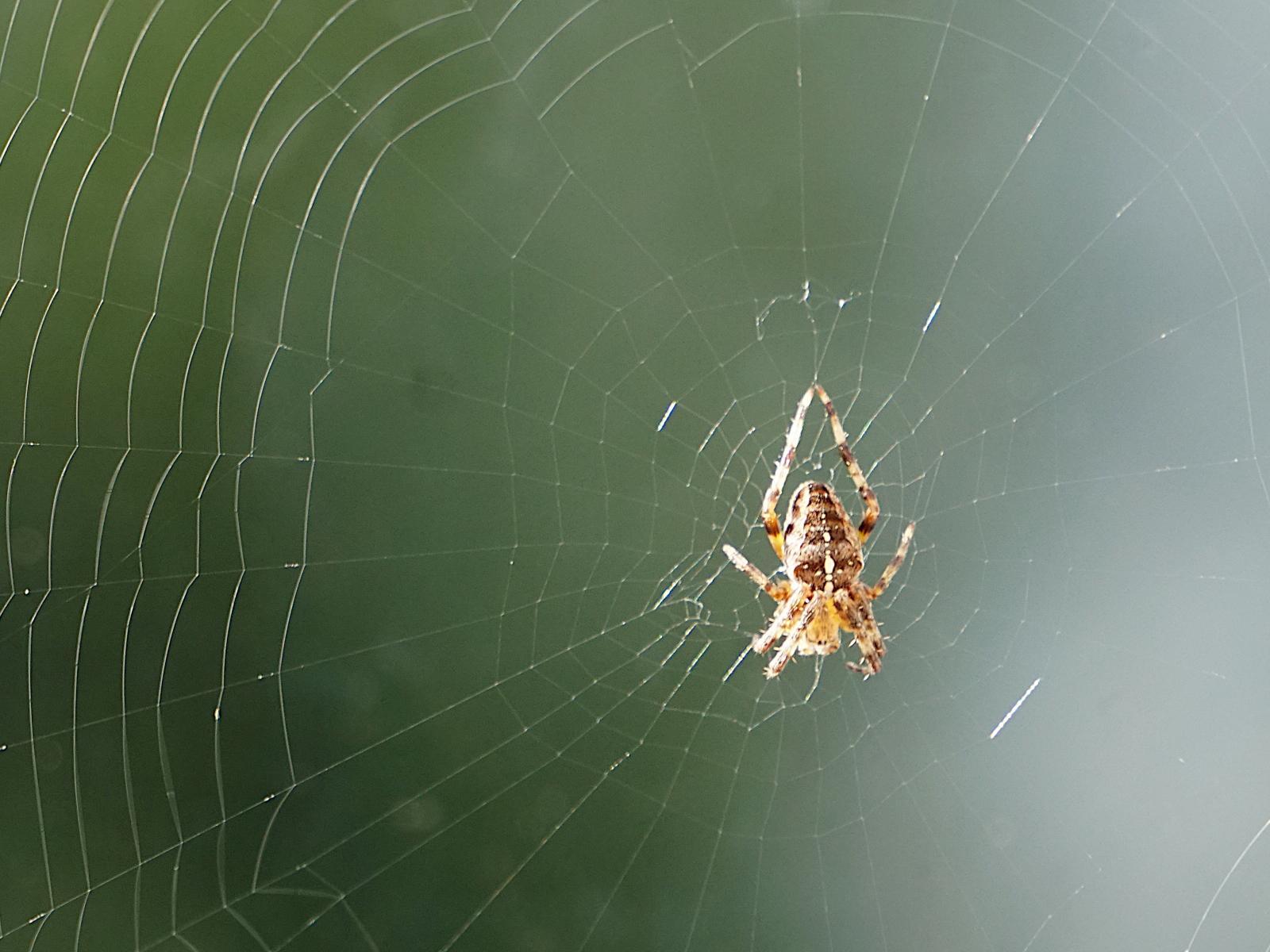 A small spider in the middle of its web. Slightly off centr. its web can be seen best on the left side of the image where the blurred reflection of trees in the window improve the contrast with the fine web
The spider is a mix of light and darker brown with several small white spots on its back and  appears to be hanging upside down in the centre of the web.