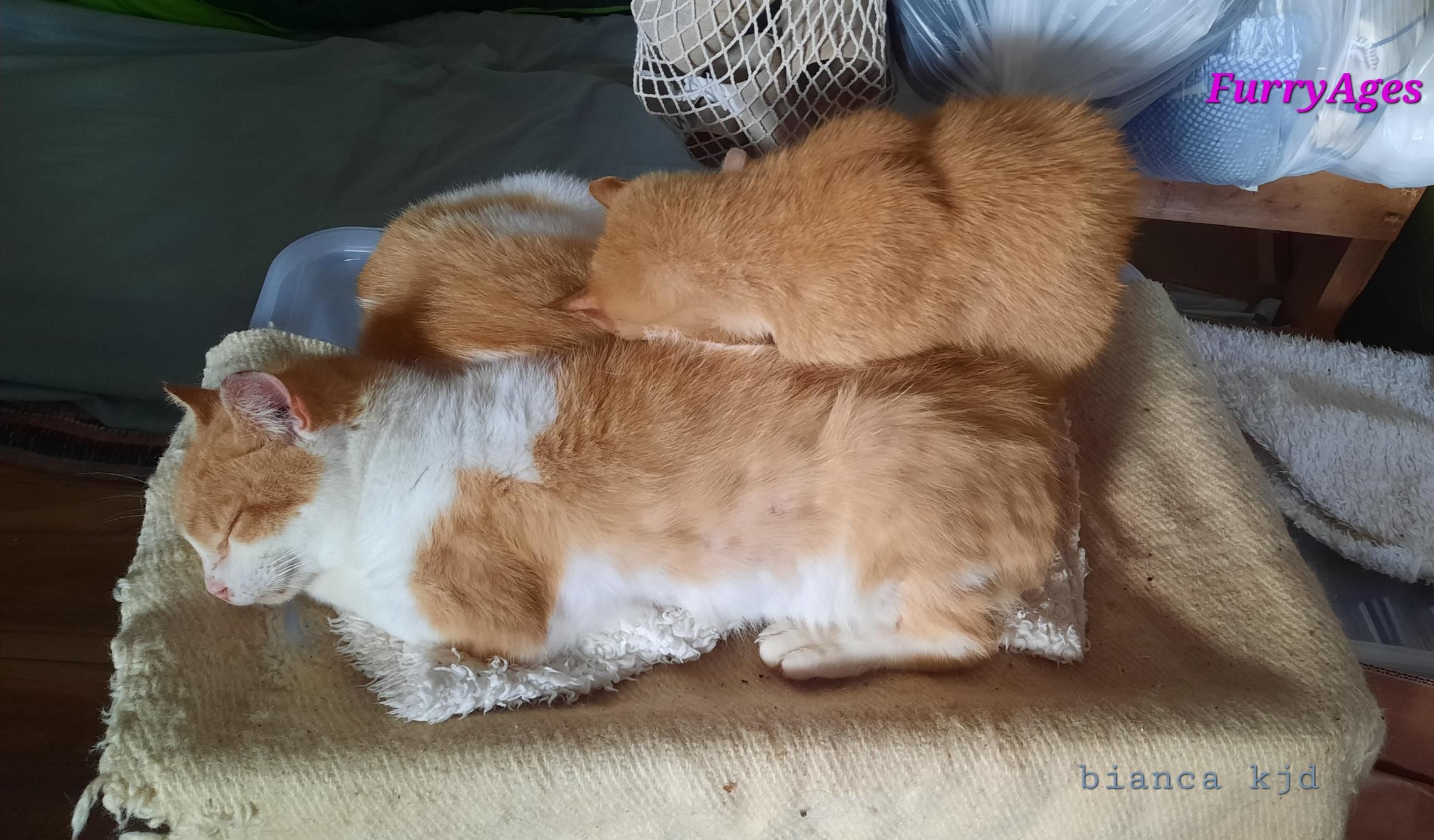 Three cats in the colours orange and orange-white are sleeping above and beyond of  eachother. 
Their bodies catches the last ray of sunlight during they lay long on a rectangular plastic box with a beige piece of old horse blanket on top. The background scene is a storage area.