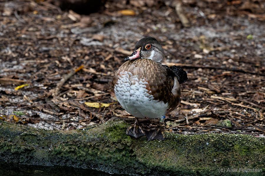 Wood duck at the zoo's aviary