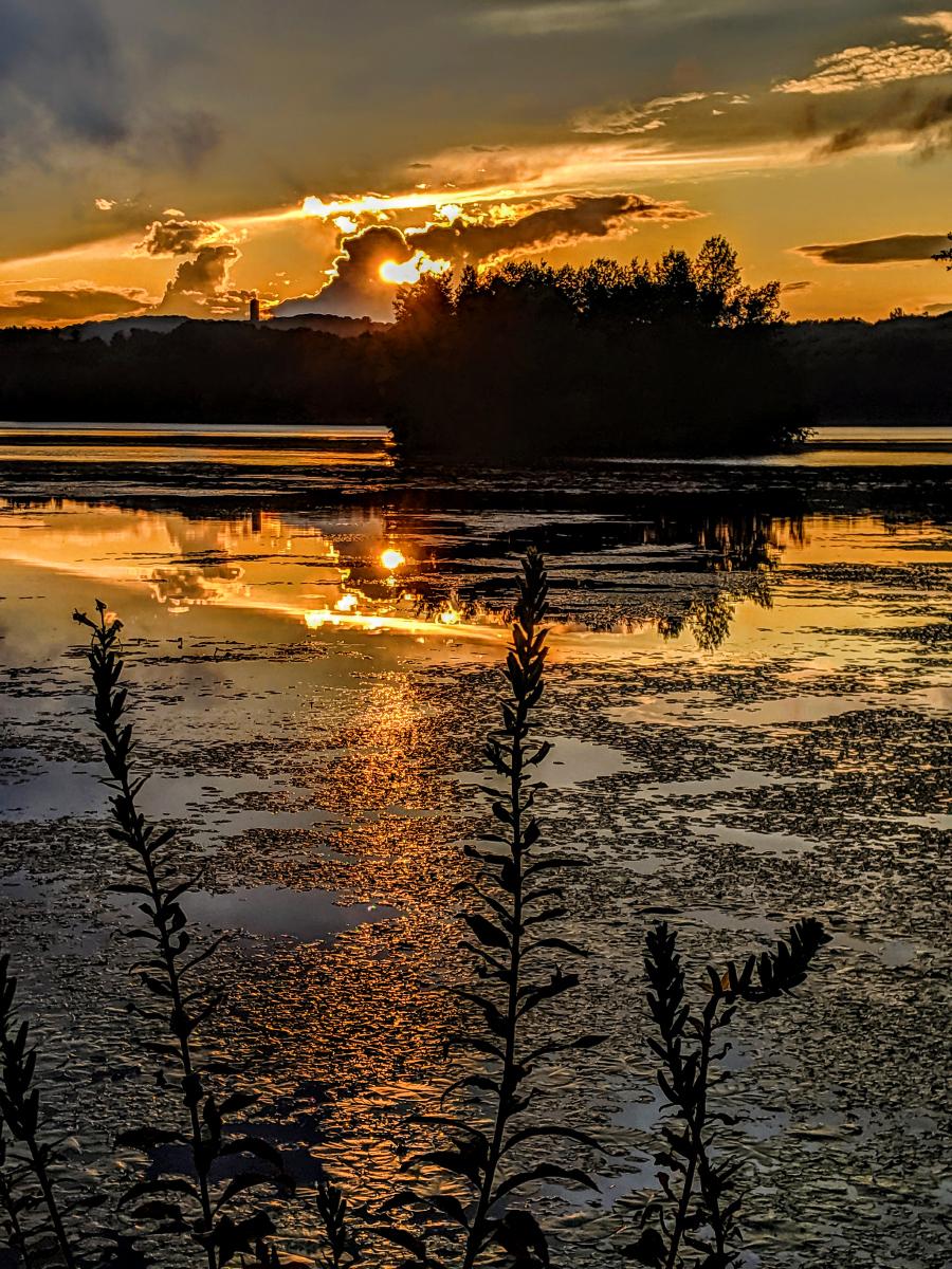 Standing beside a lake, looking over the tops of several tall and slender leafy shrubs. Dozens of lily pads float in clusters on the lake. There is a small wooded island straight ahead across the water. A low wooded ridge rises above the far shore. All of these land features are silhouetted in the dim light. The setting sun is peaking out from a cloud just above the horizon, tinting The sky is a blaze of yellow, gold and orange, mirrored on the lightly rippled lake below. A small vivid dark pink clouds floats over the island.