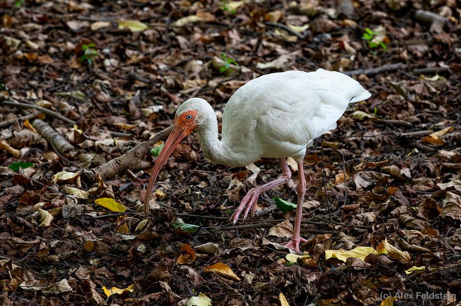 White Ibis