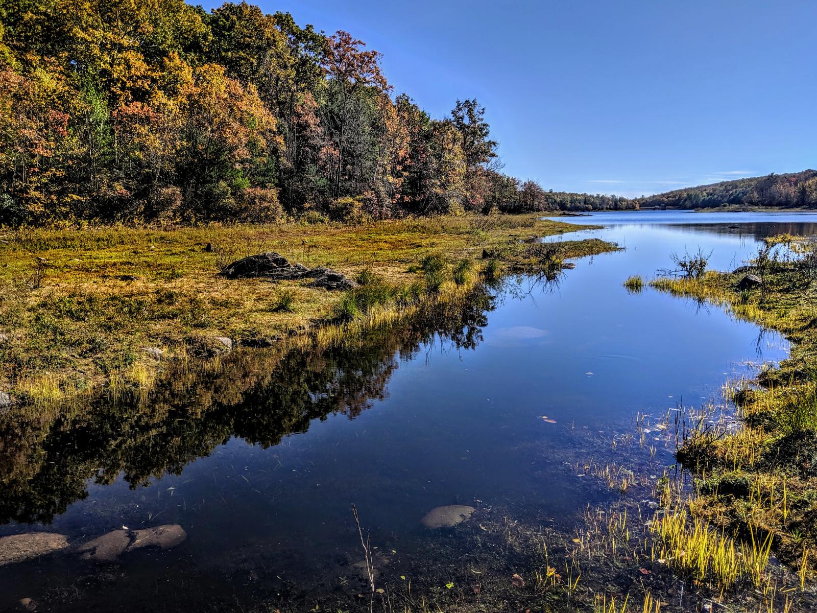 A wide, sluggish stream surrounded by grassy wetlands is feeding into a large lake. A few small leafy shrubs and gray boulders are scattered across the marsh. The marsh ends at the edge of a forest of trees wearing bright green, orange and gold autumn foliage. The sky is a deep October blue with a few streaks of haze along the horizon.