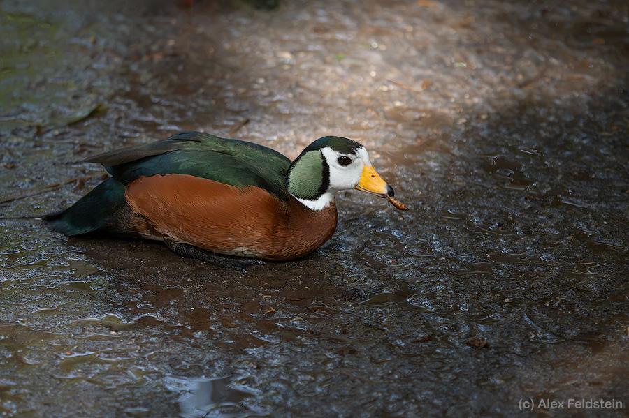 African pygmy goose eating a grub