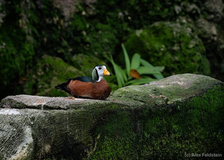 African pygmy goose sitting on a low wall