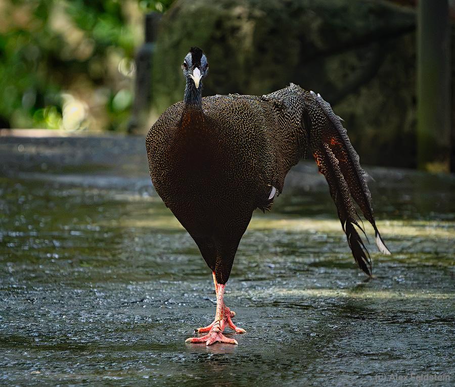 Great Argus Pheasant at the zoo