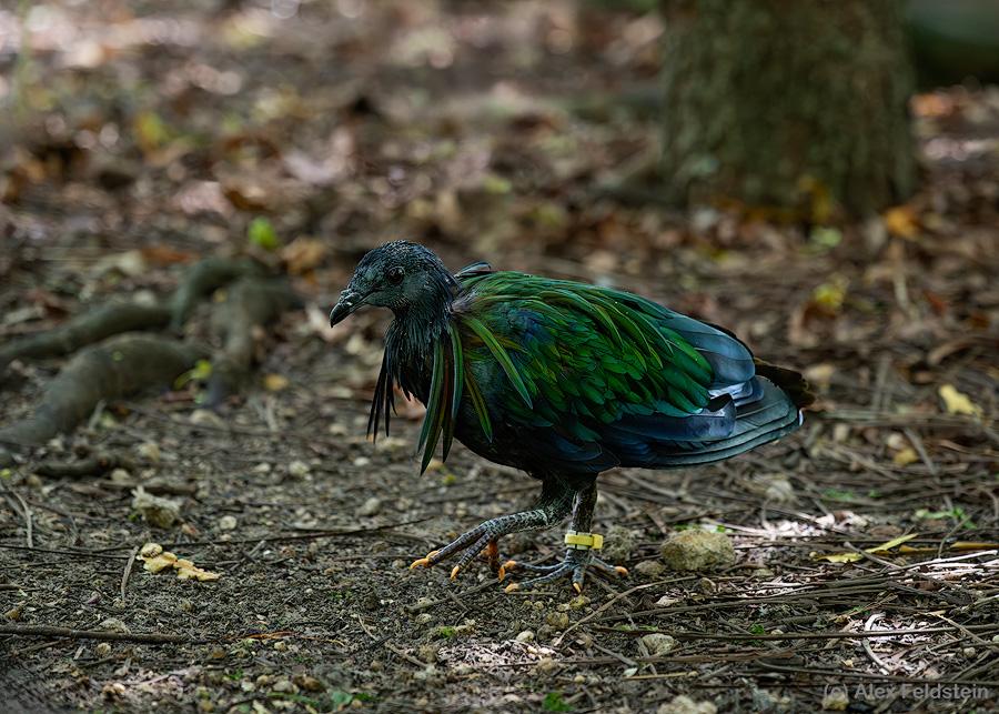 Nicobar pigeon on the ground at the zoo