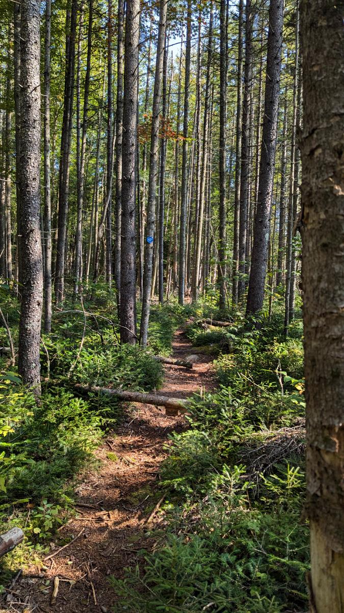 A cloudless soft blue sky, an open and sunny woodland of mature spruce, fir and northern hardwoods with relatively narrow trunks growing tall and straight. The forest floor is covered with a carpet of ground-hugging spruce shrubs and fallen twigs and branches. The late morning sun is shining down though the canopy, filling the forest with bright light and soft shadows. A footpath winds through the forest, carpeted with golden brown fallen needles. A tree beside the trail ahead sports a small, circular blue trail marker.