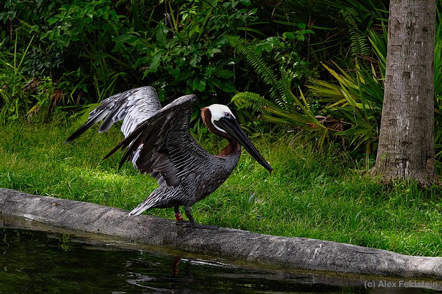 Brown Pelican