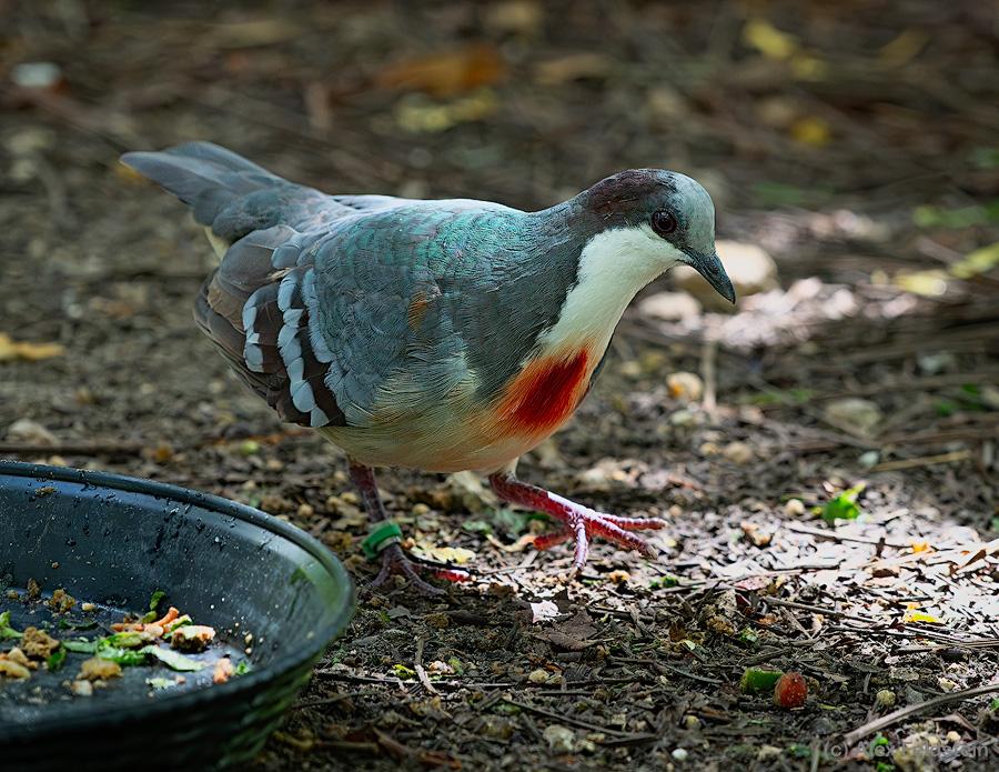 Luzon Bleeding Heart pigeon at the zoo