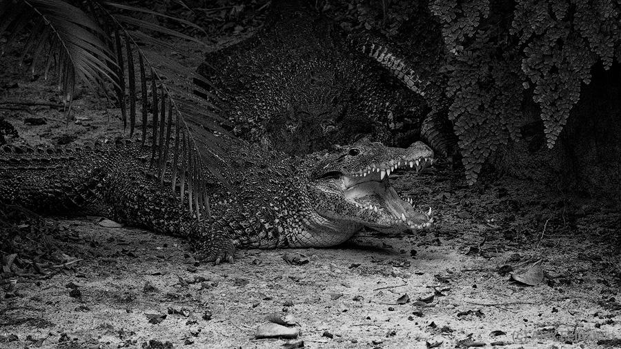 Cuban crocodile in B&W