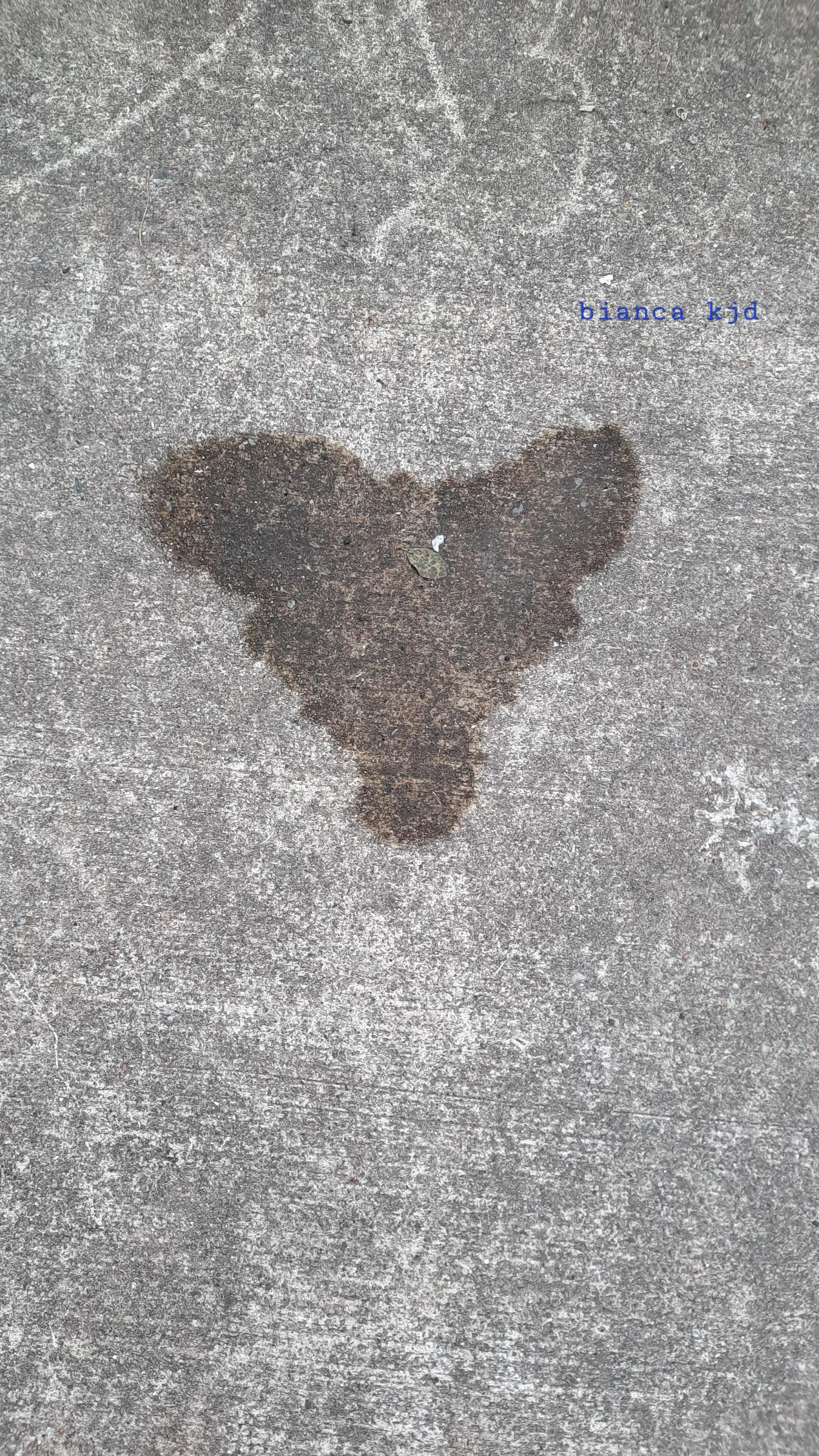 A  leftover water stain on a  concrete area has been building a heart, flying bird, an angel or butterly.