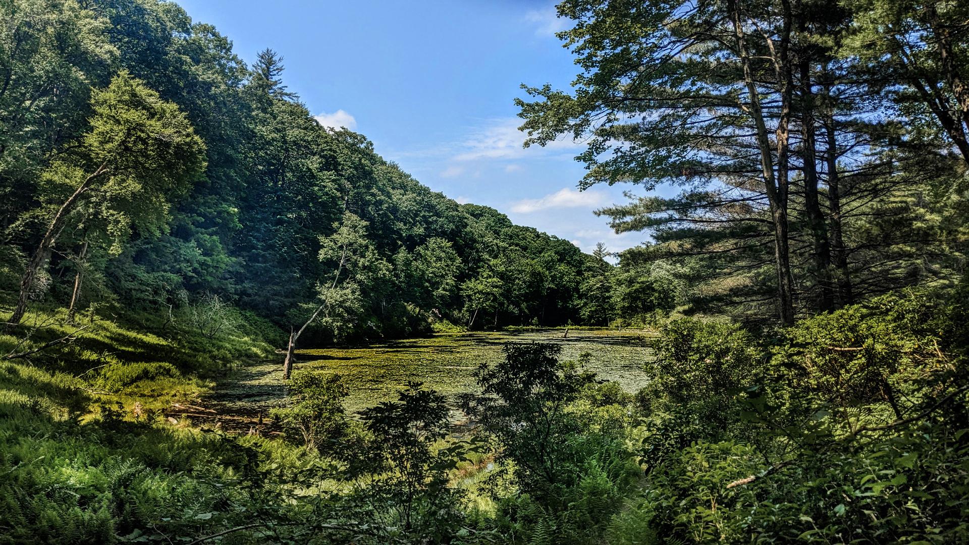 Beneath a brilliant blue summer sky with a few streaky, hazy clouds a quiet pond with hundreds of lily pads sits in a small, bowl-shaped valley between two ridges on our right and left. The shore in front of us is flatter and a bit marshy, with a dazzling thick carpet of green ferns meeting clusters of water grasses at the water's edge. Lily pads, ferns and water grasses are similar bright emerald shades of springtime. The pond and marsh are encircled with a forest of mature hemlocks, pines and assorted hardwoods sporting darker shades of green.