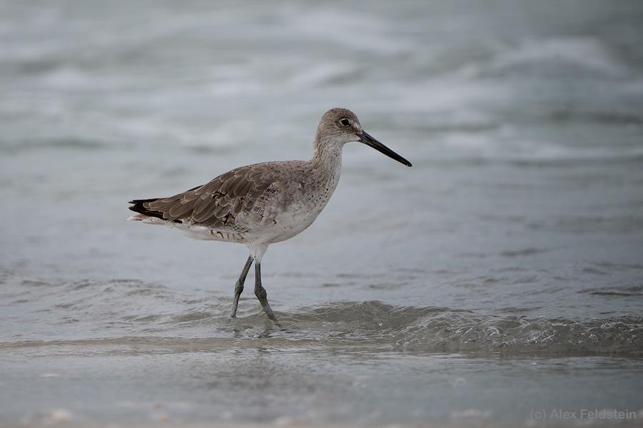 Willet at the beach in Florida