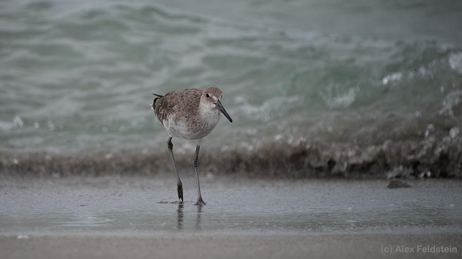 Willet on the beach