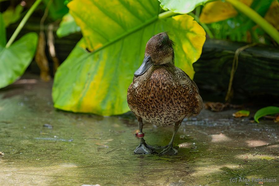Marbled Teal at the zoo