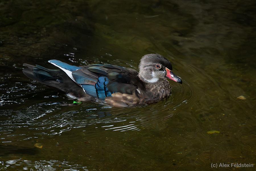 Wood duck in a pond at the zoo