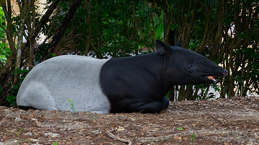 Tapir resting