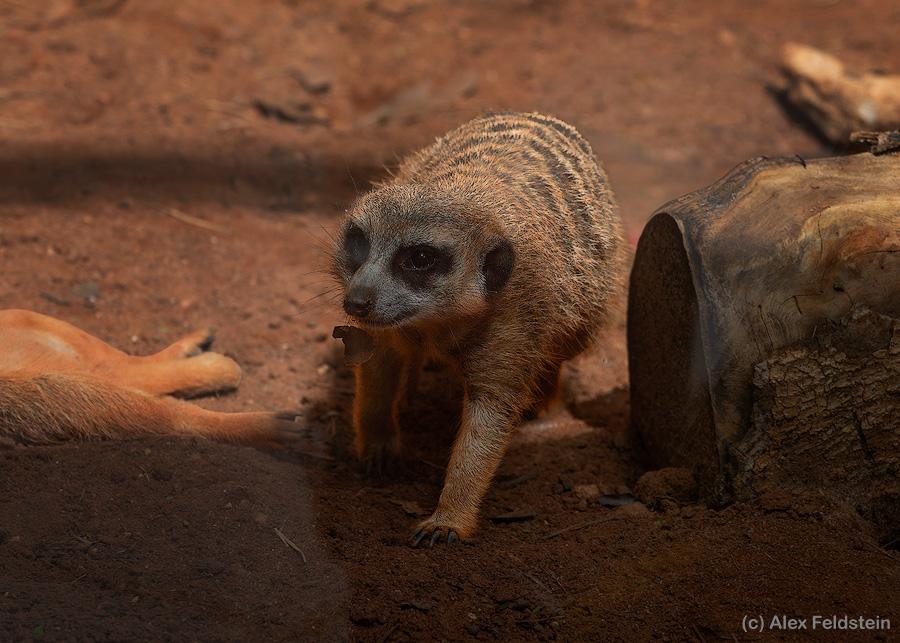 Meerkat