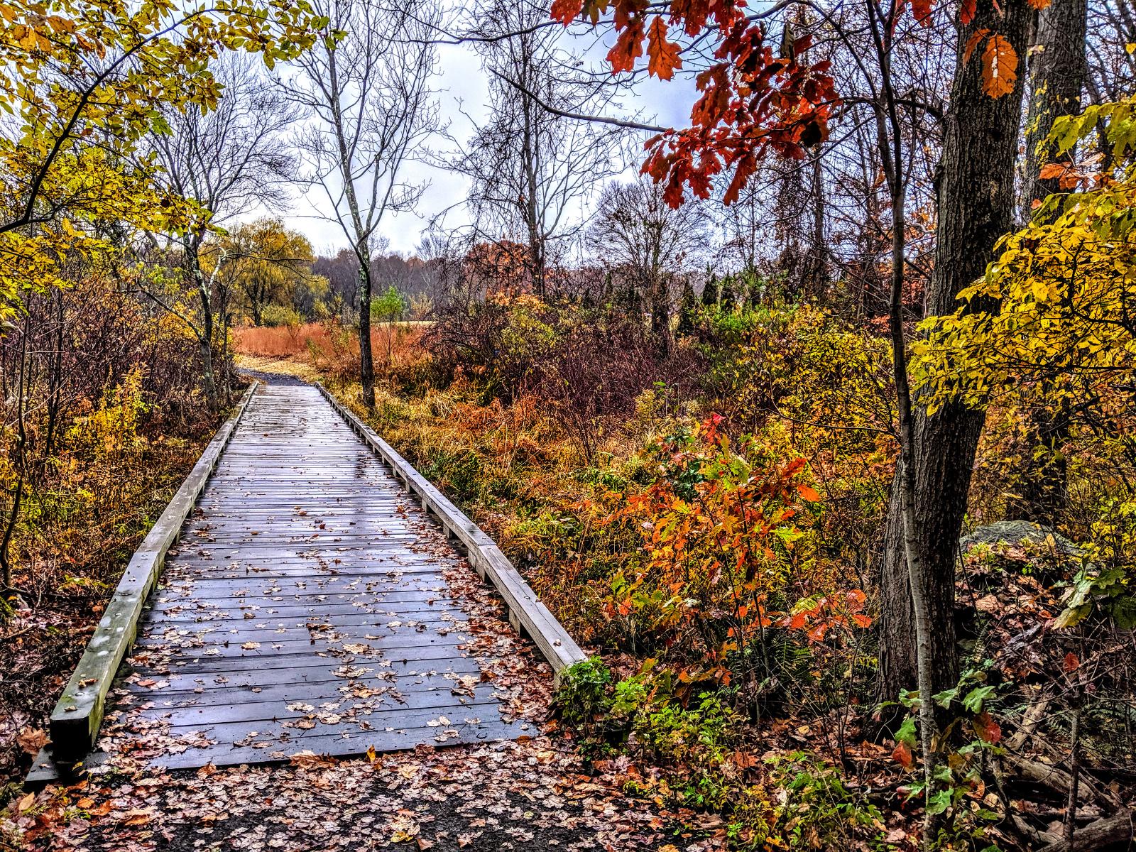 A gray and rainy evening, walking a gravel and dirt path. A wooden footbridge crosses a stream and the surrounding marsh. The marsh is filled with tall water grasses now golden brown and leafy shrubs decked out in bright yellows and yellow greens with touches of gold and orange. The same vibrant colors are repeated on the trees on either side of the marsh, although some taller trees on the far side bordering a wide grassy area have lost most or all of their leaves.