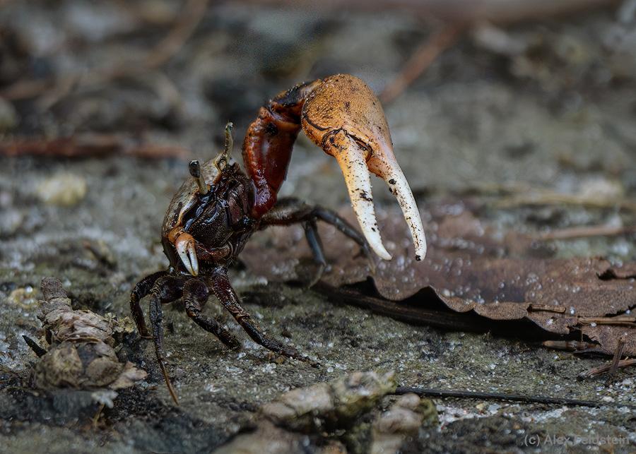 Tiny land crab, about 1-inch long (2.5 cm), and with a claw that is almost as big as him, and he was feisty!
