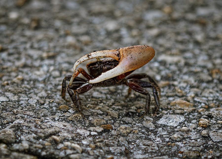 Tiny land crab, about 1-inch long (2.5 cm), and with a claw that is almost as big as him, and he was feisty!