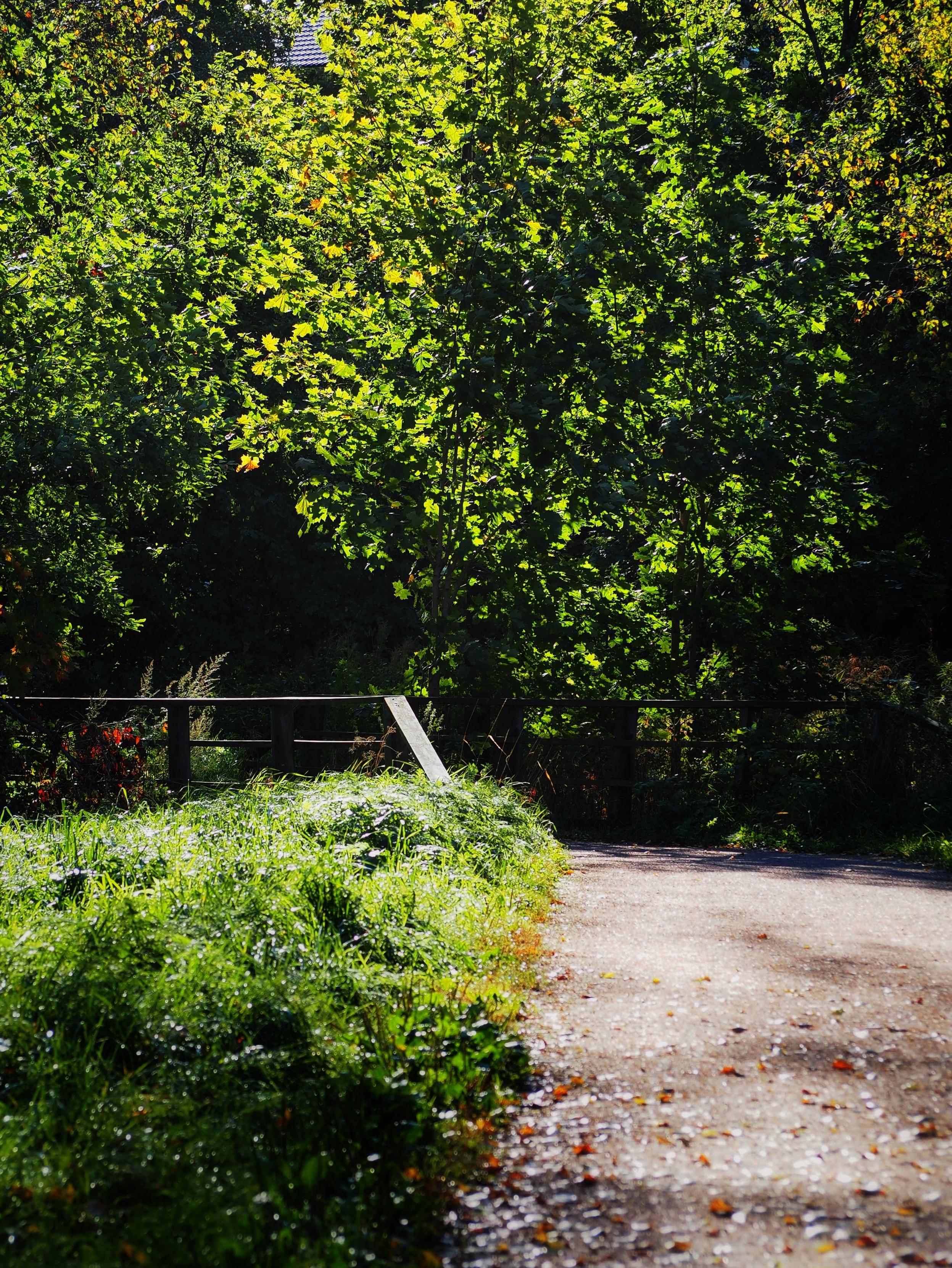 A serene pathway through a lush green landscape, flanked by trees with vibrant leaves and a wooden bridge in the background. Sunlight dapples the scene, highlighting the natural beauty.