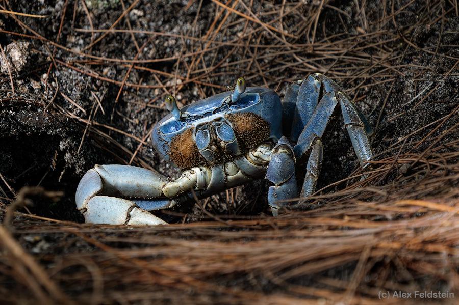 Blue land crab by his hole