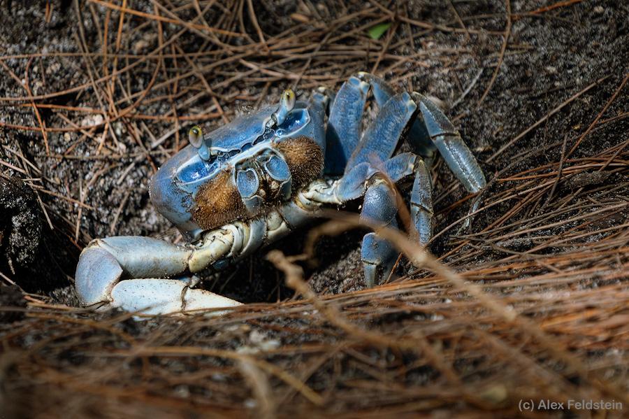 Blue land crab by his hole